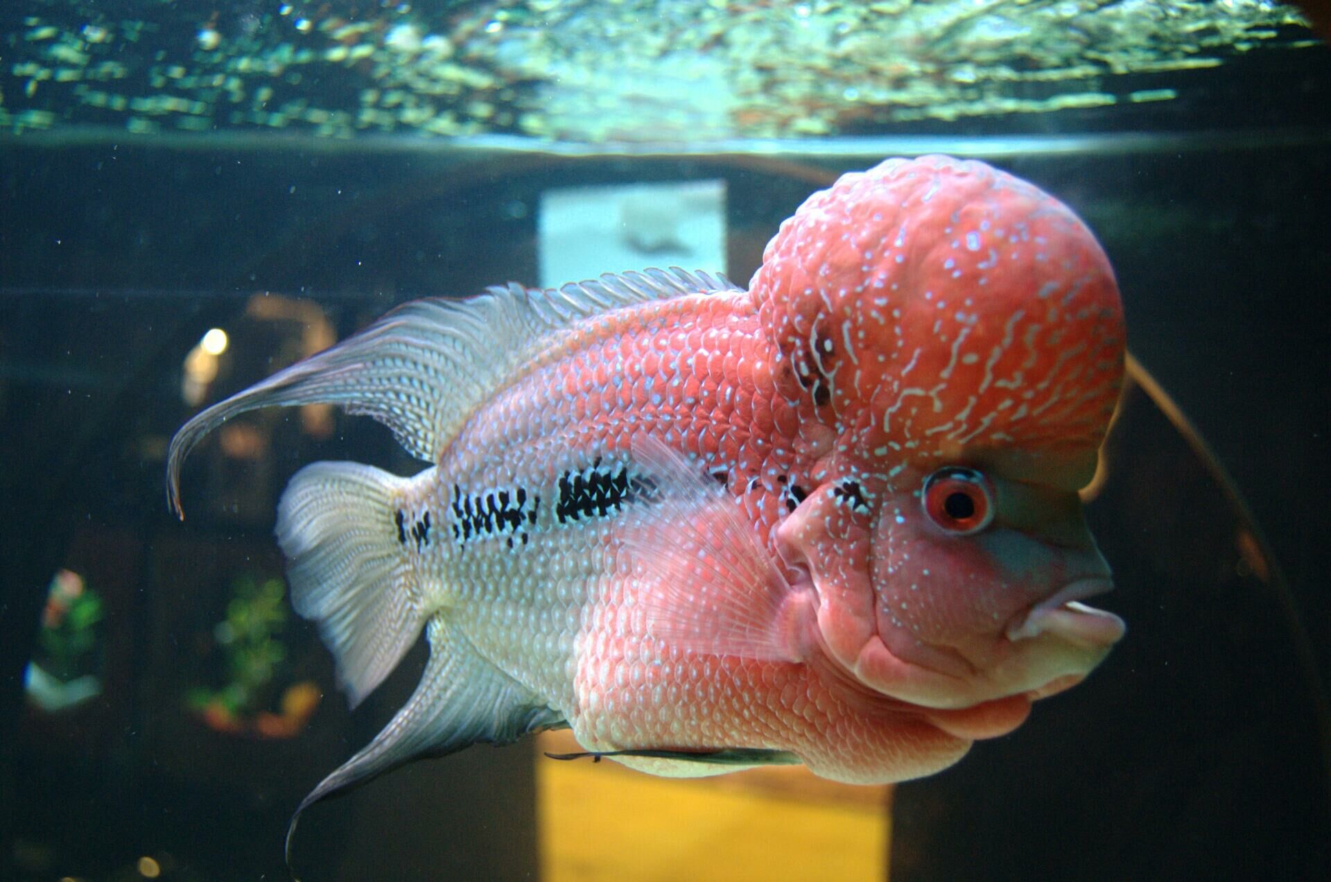 Imagem do Flowerhorn